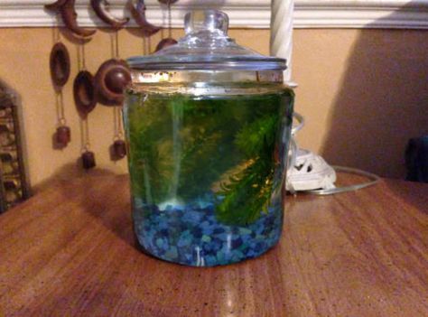 Picture of How to Make a Closed Aquatic Ecosystem Ecosystems Projects, Heart Fish, Microscopic Organisms, Kitchen Science, Gallon Jars, Aquarium Gravel, Aquatic Ecosystem, Leafy Plants, Aquaponics System