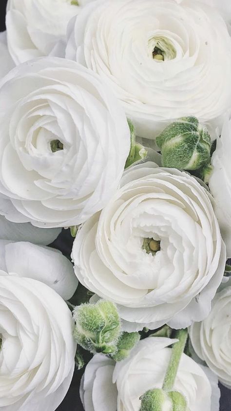 Renuculas White, Renoculous Flower, Rinoculous Flowers, Ranuculas Flowers, Liziantusz Flower, Runuculous Flower, Ranculus Flowers, White Flowers Photography, White Flowers Aesthetic