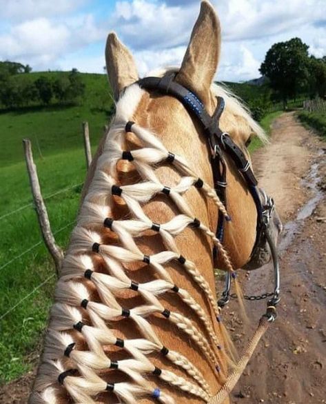 Horse Mane Braids, Horse Hair Braiding, Horse Photography Poses, Horse Adventure, Horse Braiding, Funny Horse Pictures, Healthy Horses, Horse Mane, Horse Riding Tips