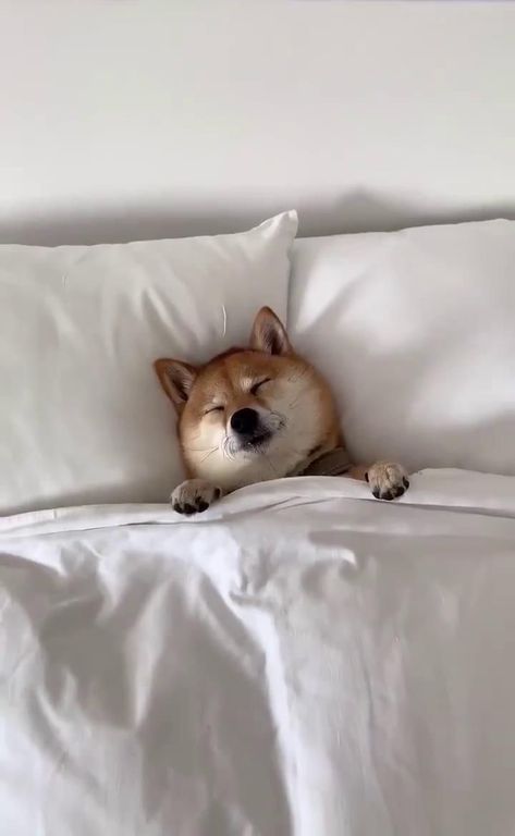 Shiba Inu Puppy Aesthetic, Shiba Inu Puppy, Dog Icon, Shiba Inu Dog, Critical Care, Cute Creatures, Baby Dogs, Dog Memes