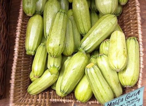 Explore the Many Sides of Summer Squash Cousa Squash, Yellow Crookneck Squash, Mexican Squash, Pattypan Squash, Crookneck Squash, Squash Bread, Green Zucchini, Zucchini Squash, Yellow Summer Squash