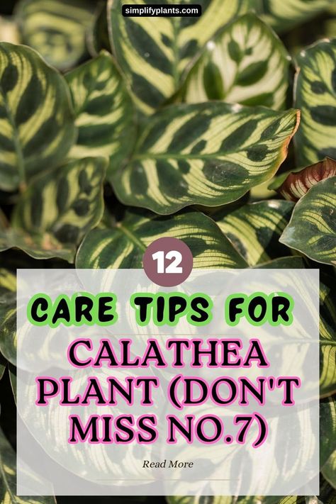 calathea plant care tips -Calathea care guide
Indoor Calathea care -
Tips for caring for Calathea plants -
Calathea plant care advice -
Calathea plant maintenance -
Houseplant care tips -
Calathea plant care essentials -
Caring for indoor Calathea -
Calathea plant care routine -
Calathea plant care best practices -
Calathea care instructions -
Indoor plant care tips -
Calathea plant health tips -
Tips for growing Calathea plants -
Calathea plant care techniques - Calathea Plant Care, Prayer Plant Care, Indoor Plant Care Guide, Happy Tips, Plant Decor Ideas, Plant Care Guide, Plants Tropical, Calathea Plant, Plant Care Tips