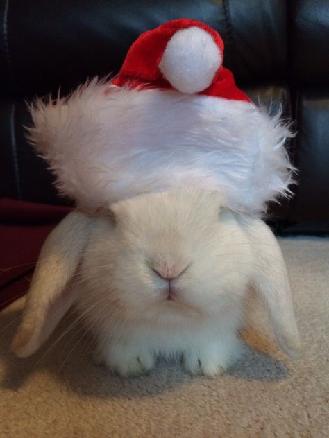 Christmas Grumpy Bunny Rabbit Snowflake ❄️ Grumpy Bunny, Bunny Christmas, Christmas Bunny, Bunny Rabbit, Buns, Baby Animals, Memes, Christmas