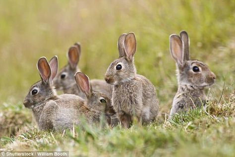 The flight was scheduled to depart at 6am when the first rabbit was spotted on the runway. A second take-off attempt was also aborted soon after, with the captain telling passengers 'it was two rabbits this time' (stock image). Female Rabbit, Young Rabbit, Rabbit Pictures, Beautiful Rabbit, Rabbit Run, Wild Rabbit, Rabbit Eating, Benjamin Bunny, List Of Animals