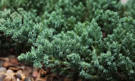 Creeping Juniper: How To Grow A Living Carpet - Epic Gardening Creeping Juniper, Evergreen Ground Cover Plants, Succulent Ground Cover, Juniper Shrub, Perennial Ground Cover, Ground Covers, Foundation Planting, Perennial Shrubs, Lawn Maintenance