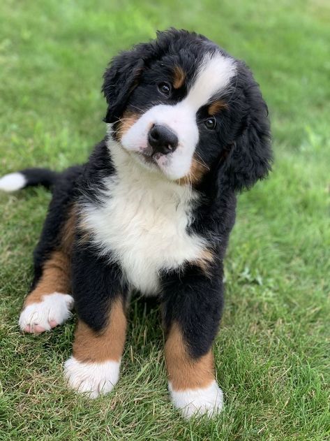 Bernice Mountain Dog, Burnese Mountain Dog, Burmese Mountain Dogs, Bernese Puppy, Bernese Mountain Dog Puppy, Cute Dog Photos, Puppies And Kitties, Really Cute Dogs, My Pics