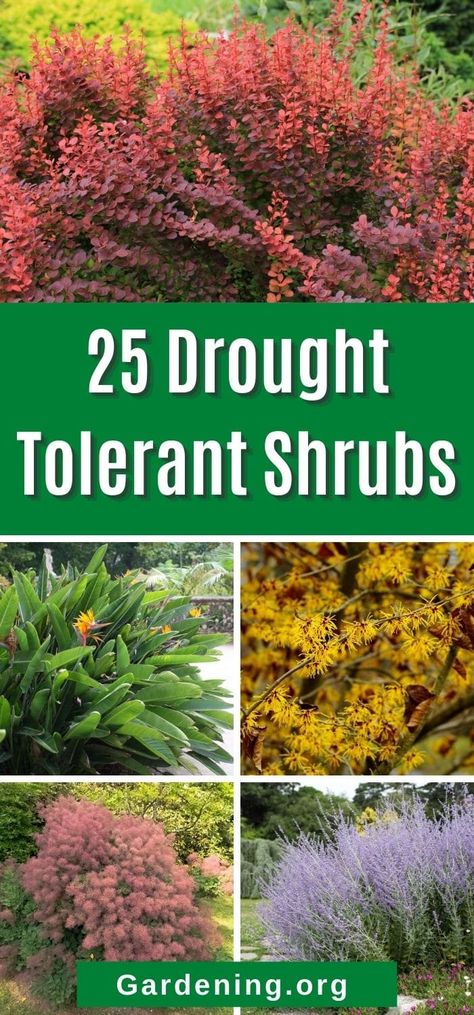 Landscaping Drought Tolerant, Dry Weather Landscaping, Drought Tolerant Flowering Shrubs, Zone 8b Landscaping, Plants For Zone 9b Drought Tolerant, Hellstrip Landscaping Drought Tolerant, Texas Native Plants Drought Tolerant, No Water Garden Drought Tolerant, Arizona Landscape Design