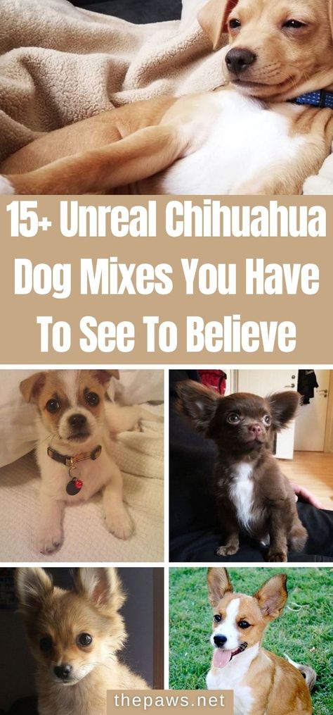 With Chihuahua's small size and big personality, they are often mixed with other dog breeds. Here are 15 unreal photos of them! Pomeranian Chihuahua Mix Dogs, Chihuahua Corgi Mix Dogs, Chihuahua Poodle Mix Puppies, Dachshund Mix Breeds, Yorkie Chihuahua Mix Puppies, Chihuahua Terrier Mix Dogs, Chihuahua Mixed Breeds, Terrier Chihuahua Mix Dogs, Terriers Breeds