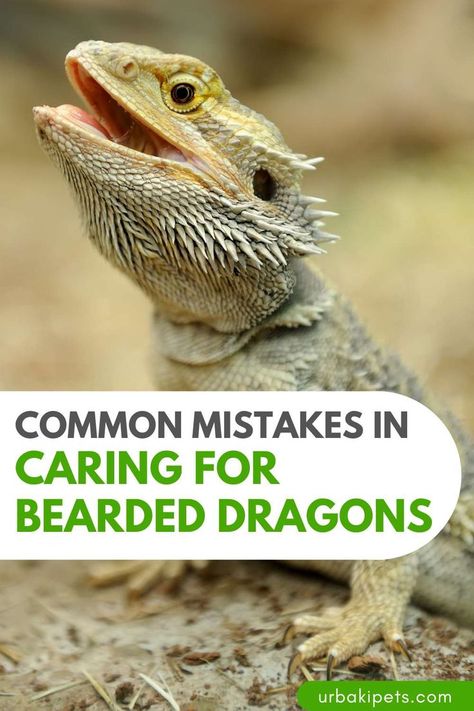 When it comes to the proper care and maintenance of bearded dragons, opinions vary widely, especially as to whether or not sand can be used, or feeding insects such as mealworms to the dragons. This video tutorial will share with you a lot of information that will be helpful in avoiding several common mistakes that are made when it comes to caring for a bearded dragon. Bearded Dragon Humidity, Caring For Bearded Dragon, Bearded Dragon 40 Gallon Tank Setup, Bearded Dragon Tank Set Up, Types Of Bearded Dragons, Bearded Dragon Substrate Ideas, How To Take Care Of A Bearded Dragon, Bearded Dragon Care Guide, Dig Box Bearded Dragon