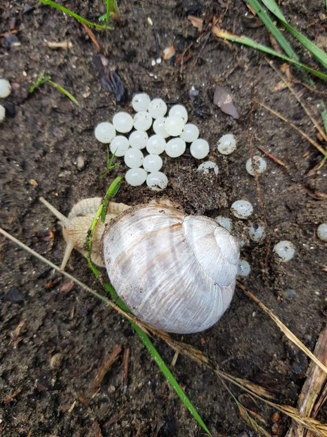 Snail Eggs, Roman Snail, Snail Garden, Garden Snail, Snails In Garden, Egg Nest, Egg Laying, Unusual Animals, Plant Mom