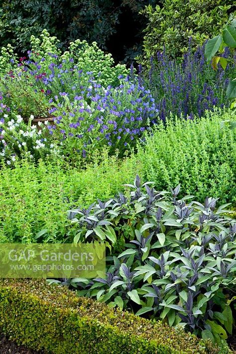 Thymus - Thyme and Salvia officinalis 'Purpurascens'- Purple Sage in border Geranium Rozanne, Alchemilla Mollis, Salvia Officinalis, Purple Sage, Formal Garden, Echinacea Purpurea, Plant Photography, Ornamental Grasses, Country Gardening