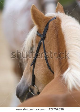 Horse From Behind, Head From Behind, Haflinger Horse, Japanese Illustration, Illustration Inspiration, Horse Head, Horses, Stock Photos