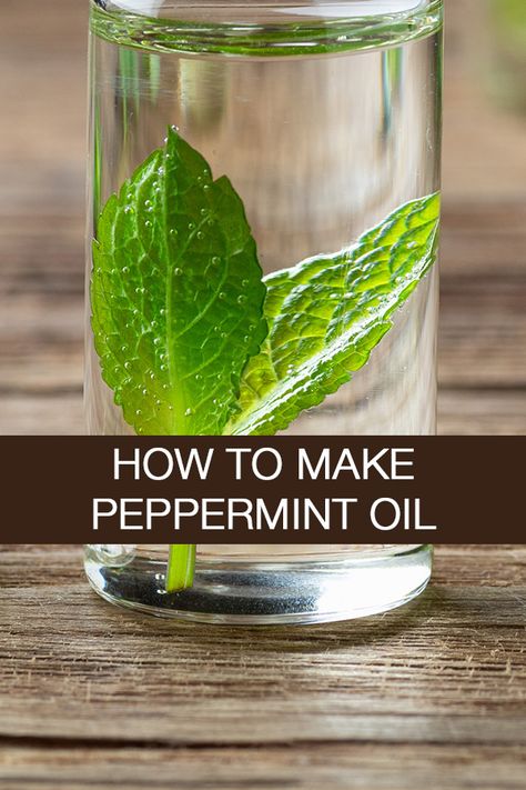 You can pick the leaves or pluck fresh buds for Peppermint oil in autumn/winter and gather enough for you to use throughout the year. Once you have collected enough, follow these simple steps. | https://www.ihtbio.com/how-to-make-peppermint-oil/ How To Make Peppermint Oil From Leaves, Peppermint Oil Recipes, Diy Peppermint Extract, Uses For Dried Mint, Making Peppermint Oil, How To Make Peppermint Essential Oil, Peppermint Infused Oil, How To Make Peppermint Extract, How To Make Mint Oil