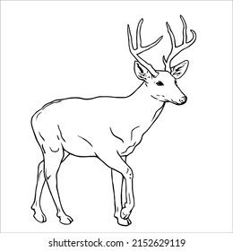 Line art pictures of black and white deer Deer Coloring Pages, Deer Vector, Deer Drawing, Deer Pictures, White Deer, Cute Deer, Deer Silhouette, Drawing Images, Realistic Drawings