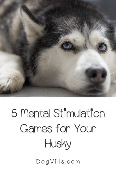 Husky Training Tips, Husky Care, Physically Tired, Husky Puppy Training, Mini Husky, Husky Facts, Husky Training, Mini Huskies, Dog Behavior Problems