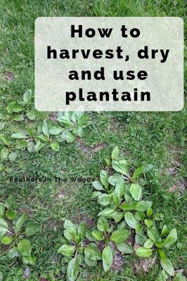 How to harvest, preserve and use plantain herb. Broadleaf plantain has many health uses, here's how to use it. Plantain Medicinal Uses, Harvesting Plantain, Broadleaf Plantain, Plantain Plant, Plantain Herb, Medicinal Wild Plants, Medicinal Weeds, Identify Plants, Plantain Leaves