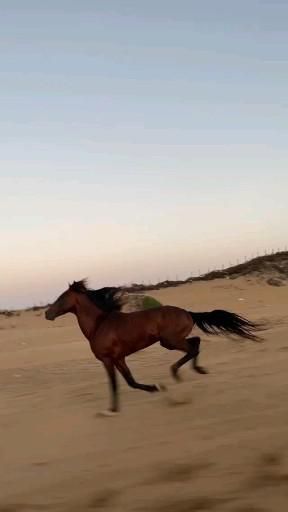 Pin by Mohamed Adel on ✔️V...Horses [Video] | Beautiful horses, Wild horses running, Beautiful arabian horses Arabian Horse Running, Horse Running Video, Wild Horses Running, Horse Riding Aesthetic, Horse Running, Horses Running, Beautiful Arabian Horses, Horse Videos, Horse Aesthetic