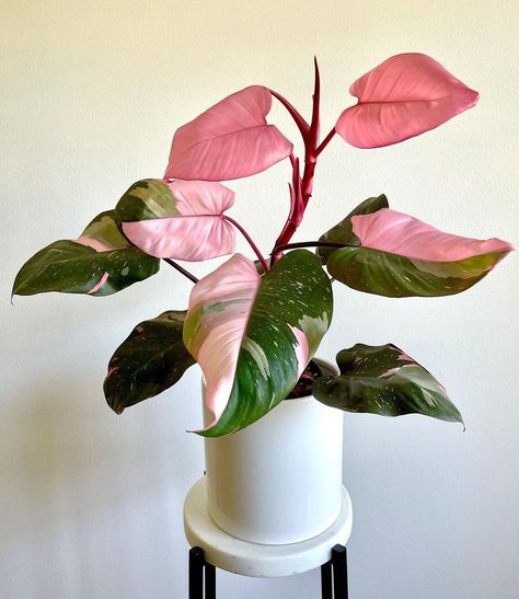 The Rare and Beautiful Pink Princess Philodendron Pink Pothos, Princess Plant, Pink Princess Philodendron, Philodendron Pink Princess, Pinterest Contest, Mary Mary, Merritt Island, Ficus Elastica, Best Indoor Plants