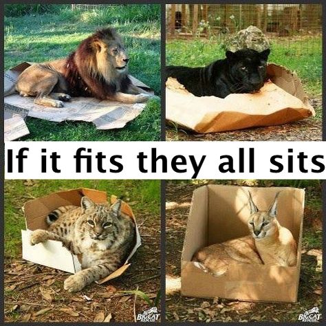 If it fits, they all sits Big Cats In Boxes, Big Cats Drawing, Big Cats Photography, Cat Anatomy, Cat Box, Funny Animal Jokes, Cat Aesthetic, Animal Jokes, Cats And Dogs