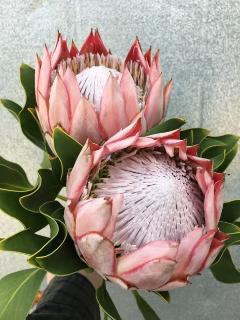 Protea Art Paintings, Pink Protea, Protea Art, Protea Flower, Australian Flowers, Australian Native Flowers, Australian Flora, Giant Paper Flowers, Tropical Art