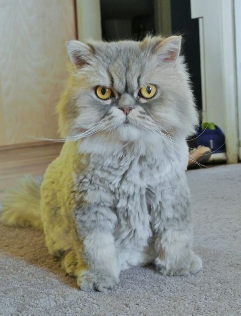 Mr. Bergamont Boots, a shaded silver Persian, looking dapper in his Teddy Bear Cut. Cat Grooming Styles, Clipping Cat Nails, Cat Haircut, Cat Teddy Bear, Wanna Cuddle, Grooming Ideas, Teddy Photos, Cat Groomer, Cut Cat