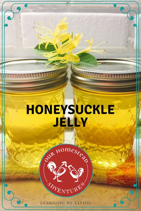 Honeysuckle Jam Recipe, How To Make Honeysuckle Jelly, Honeysuckle Syrup Recipe, Homestead Items To Sell, Flower Jelly Recipes, Honey Suckle Jelly Recipe Easy, Honeysuckle Recipe, Honeysuckle Jelly Recipe, Honeysuckle Jam