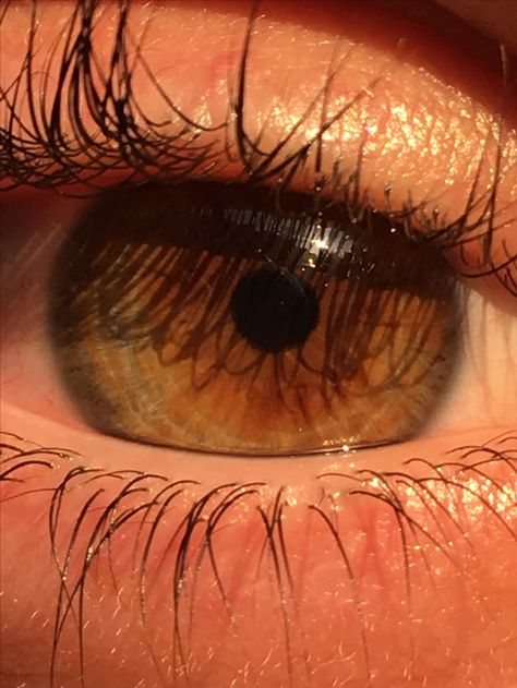 Up Close Eye Photography, Hazel Eyes Close Up, Pupil Shapes, Quotes Eyes, Eye References, Brown Eyes Aesthetic, Eyes Aesthetic, Beautiful Eyes Color, Eye Close Up