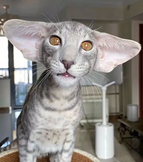 63D2873C0Ed99 Animals With Big Ears Dobby Cat, Pics Of Animals, Vampire Cat, Older Cats, Big Ears, Cat Behavior, Fluffy Animals, Cat Pics, Cat Memes