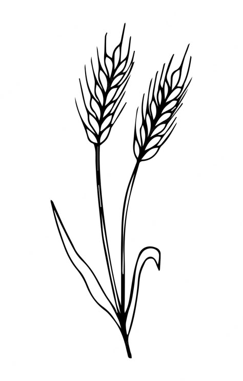 Wheat Plant Illustration, Wheat Illustration Design, Wheat Doodle, Wheat Outline, Wheat Sketch, Wheat Illustration, Wheat Drawing, Drawing Farm, Hand Drawing Sketch