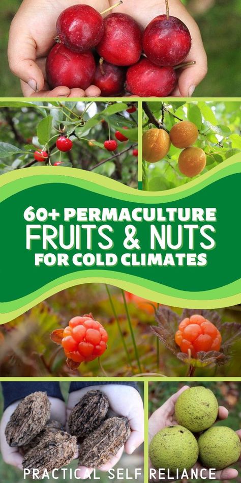 Permaculture Cold Climate, Cold Climate Garden, Cold Hardy Fruit Trees, Alaskan Gardening, Winter Gardening Ideas, Cold Climate Gardening, Food Forest Garden, Permaculture Garden, Nut Trees