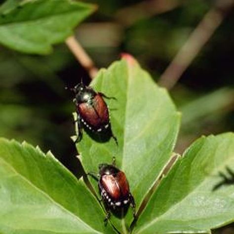 Japanese beetles can wreak havoc on plants. Killing Japanese Beetles, Bug Spray For Plants, Bug Pictures, Pest Spray, Lawn Pests, Insect Spray, Organic Pesticide, Garden Bugs, Japanese Beetles