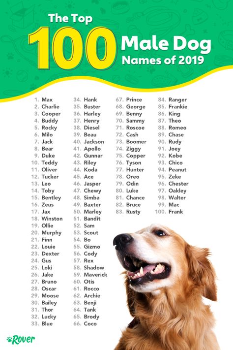 Names For Dogs Boys, Cute Dog Names Male, Dog Boy Names, Puppy Names Boy, Male Dog Names List, Male Dog Names Unique, Rare Dog Names, Puppy Names Unique