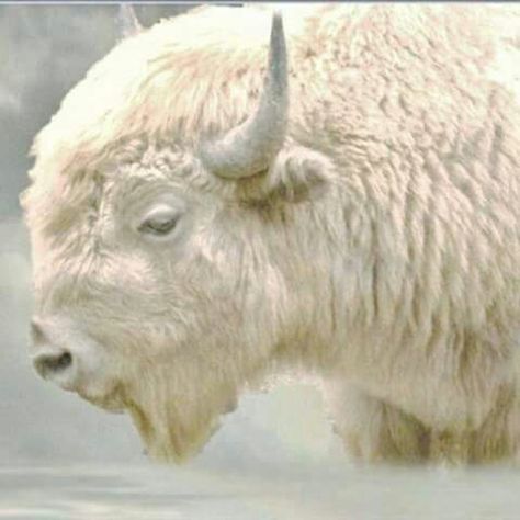 The Sacred White Buffalo White Bison, Buffalo Bison, White Animals, Albino Animals, Mule Deer, Rare Animals, Manx, Native American History, The Buffalo