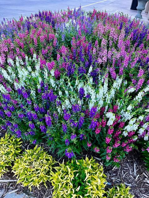 Angelonia Flower Bed, Angelonia Flower, Boxwood Garden, Backyard Plants, Plant Projects, Creative Gardening, Nature View, Container Flowers, House Landscape