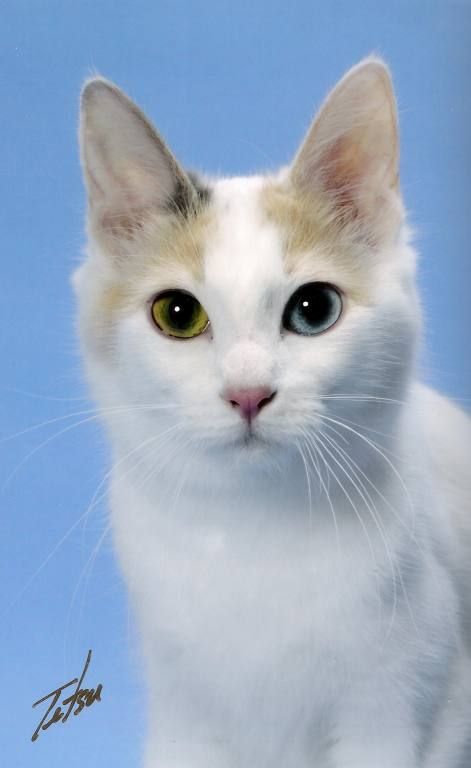 Gallery of Award Winning Japanese Bobtails Japanese Bobtail, Bobtail Cat, Cozy Bed, Special Places, Cat Breeds, Award Winning, Kittens, Key, Japan