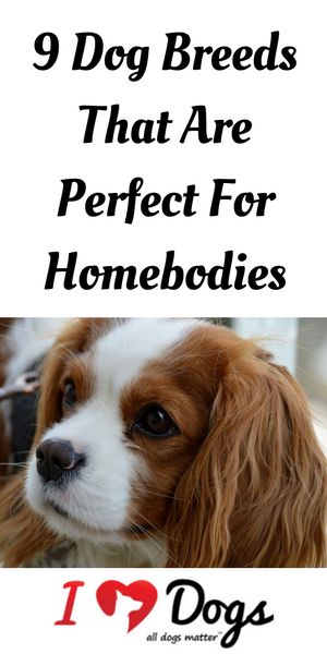 Love to stay in and snuggle with your dog? Then one of these breeds is the perfect match for you! Most Cuddly Dog Breeds, Best Dog Breeds For Kids, Where To Pet A Dog, Small Dog Breeds Chart, Cuddly Dog Breeds, Best Family Dog, Best Family Dogs, Lazy Dogs, Best Family Dog Breeds