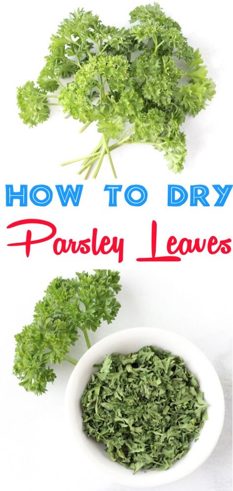 How to Dry Parsley Leaves Fast! {Dried Herb Trick} - The Frugal Girls Dry Parsley How To, How To Dry Fresh Parsley, How To Dry Parsley Leaves, Recipes Using Fresh Parsley, How To Dry Parsley, Drying Parsley, Parsley Growing, Grilled Cod Recipes, Drying Fresh Herbs