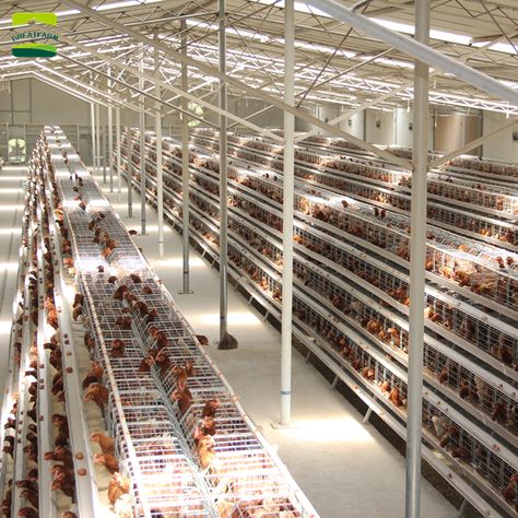 Layer cage syste china chicken cage Poultry Farm Buildings, Poultry Farm Design, Training Chickens, Cages For Sale, Poultry Farming, Layer Chicken, Poultry House, Types Of Chickens, Farm Chicken