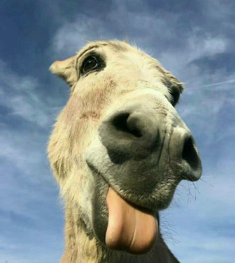 Funny Donkey Pictures, Donkey Pictures, Cute Donkey, Silly Animals, Very Funny Pictures, Donkeys, Very Funny, Funny Animals, Funny Pictures