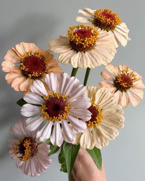 Teresa ✨ Floral Photographer on Instagram: "Z I N N E A S ✨ I forgot to post about these “Zinderella Peach” and “Zinderella Lilac” zinnias, but they are still going strong in the garden. I got my act together too late this year, so tried direct sowing them in the garden. They had a pretty late start and maybe about half were successful. I was sad that I didn’t get any full doubles, but still loving the colors. How do you feel about zinnias? #zinnia #zinniasofinstagram #zinniaflower #zinderella Zinderella Peach Zinnia, Zinnia Photography, Peach Zinnia, Maple Farm, Zinnia Bouquet, Avant Garden, Flower Types, Zinnia Flowers, Cut Flower Garden