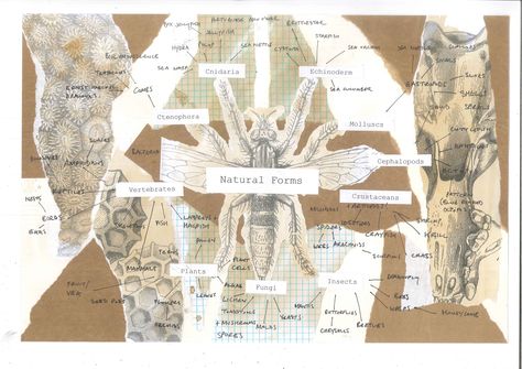 Example of creative presentation of a mind map (focusing on natural forms) Mind Maps Creative, Mind Map Art Igcse, Nature Mind Map Art Gcse, Flower Mind Map, Artistic Mind Map, Natural Forms Title Page Gcse, Natural Forms Artists, Textiles Mind Map, Natural Forms Gcse Mind Map