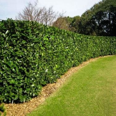 Cherry Laurel Hedge, English Laurel, Laurel Shrub, Cherry Laurel, Houston Garden, Laurel Hedge, Laurel Tree, Privacy Landscaping, Garden Shrubs