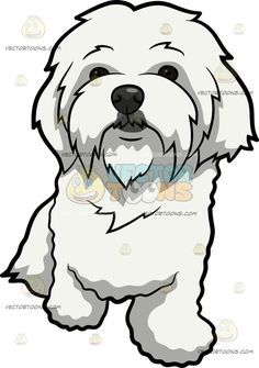 A Curiously Cute #ma Cartoon Maltese Dog, Maltese Dog Drawing, Maltese Cartoon, Cute Maltese, Long White Coat, Puppy Clipart, Maltese Dog, Cartoon Clipart, 강아지 그림