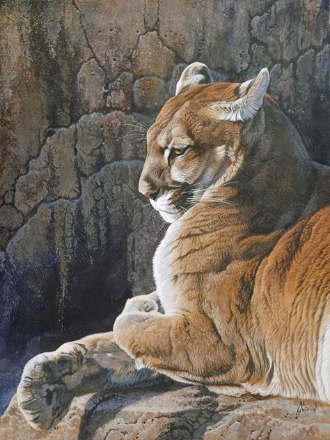 Wildlife painting of a cougar (mountain lion) resting on a rocky ledge. Mountain Lions, Big Cats Art, Wildlife Paintings, Mountain Lion, Lion Art, Whitetail Deer, Animals Artwork, Wildlife Animals, Lynx