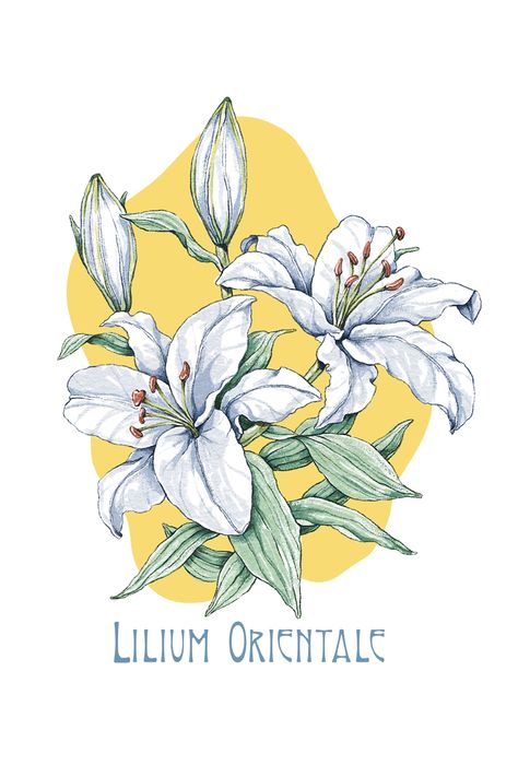 🍂🌼 Immerse yourself in the ethereal charm of a white lily, meticulously rendered in pencil artistry. This floral portrait radiates serenity and sophistication, making it a perfect addition to any nature lover's collection. Let the delicate beauty of lilies inspire moments of quiet reflection and an appreciation for the subtleties of nature's brilliance. 🌞🌳 #WhiteLilyArt #PencilDrawing #FloralBeauty #NatureInspiration #ProcreateMagic White Lily Illustration, Lilly Illustration, Lilly Bloom, Start Week, Something White, Floral Portrait, Pen Art Drawings, Nature Artists, White Lily