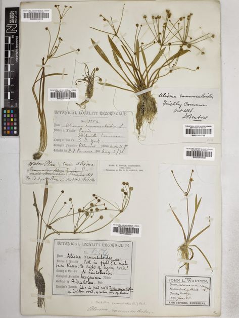 The Provenance of the plants in the Robert Pocock Herbarium | Robert Pocock Herbarium Project Kent Uk, Natural History Museum, Natural History, Botany, Vintage World Maps, Herbs, Notebook, History, Plants