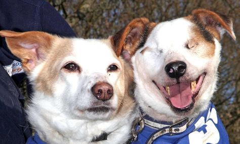 The blind dog who needs a new home... and he comes with his own guide dog #DailyMail Blind Dog, Guide Dog, A Dog, Husky, Best Friend, New Home, Blinds, Best Friends, New Homes