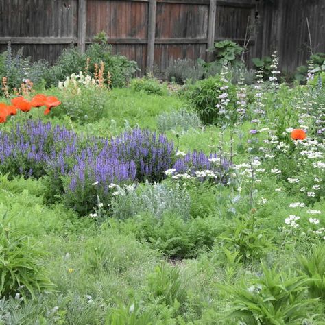 Mountain Garden, Meadow Sage, Rosé Back, Mountain Meadow, Meadow Garden, Fine Gardening, Good And Bad, Garden Accents, Woodland Garden