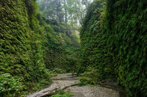 Fern Canyon, California Road Trip, Places In California, California Vacation, California Travel Road Trips, Road Trippin, Steven Spielberg, California Coast, California Adventure