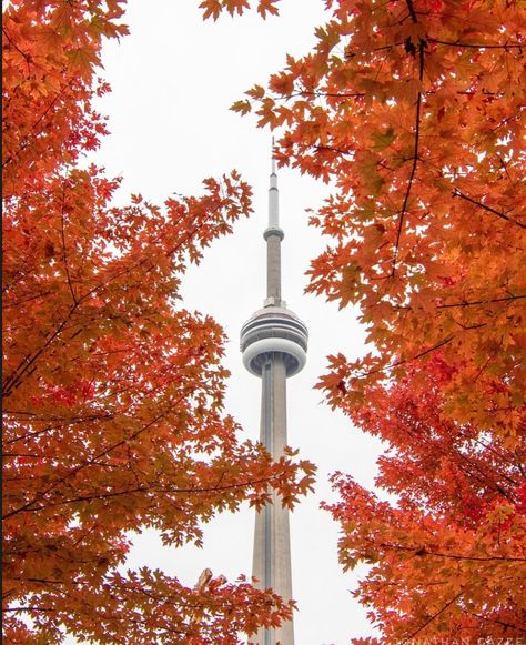 ARE YOU READY FOR FALL #fall #fallfashion #canada #toronto #season #autumnvibes🍁 #autumn Fall Vibes, Toronto, Autumn Fashion